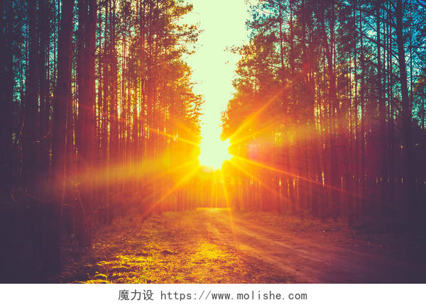 落日夕阳太阳的光芒照耀的森林小路